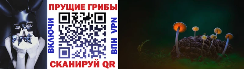 Галлюциногенные грибы Cubensis хочу Мышкин